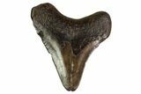 Juvenile Megalodon Tooth - Georgia #158829-1